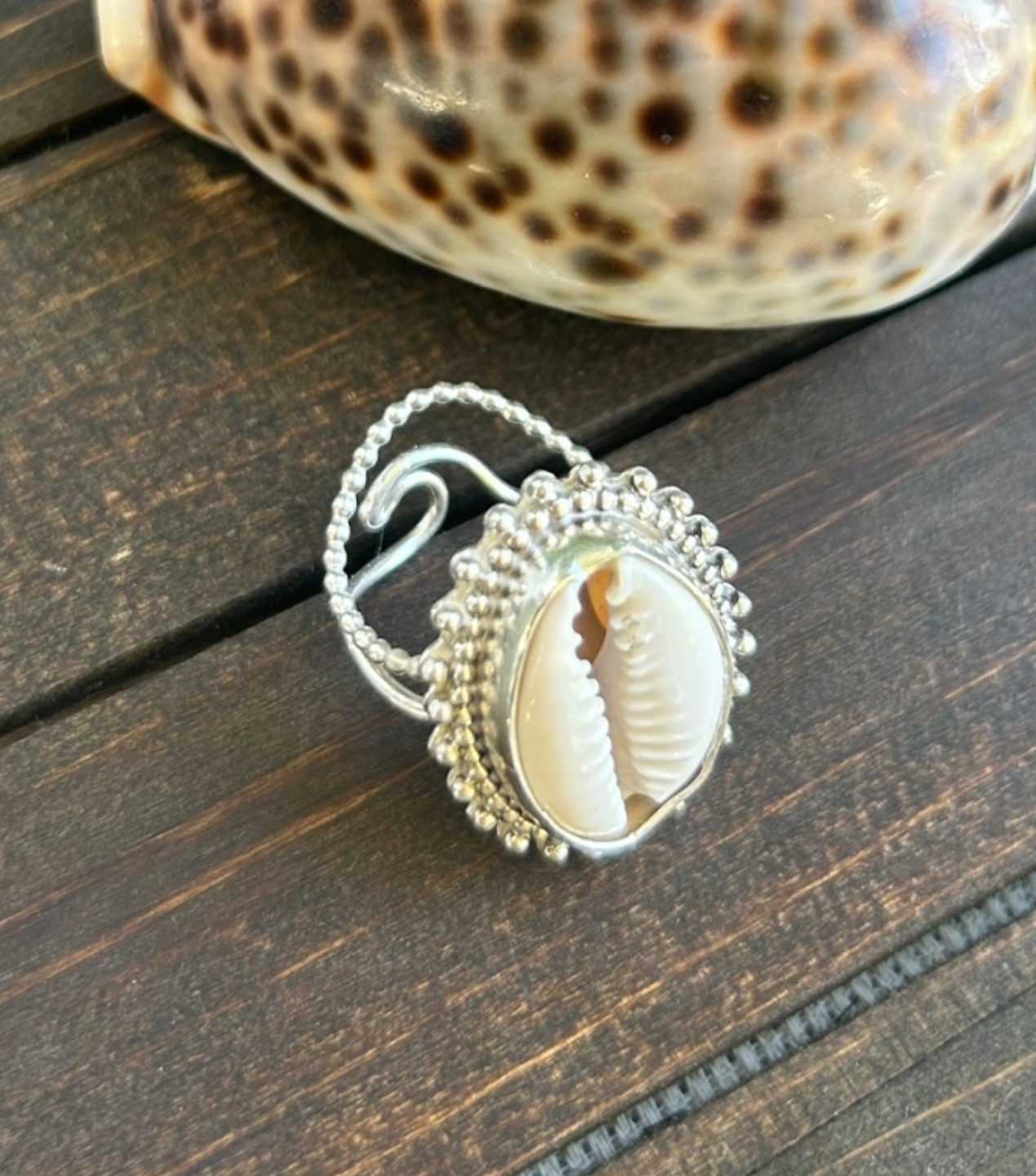 Coastal Cowrie