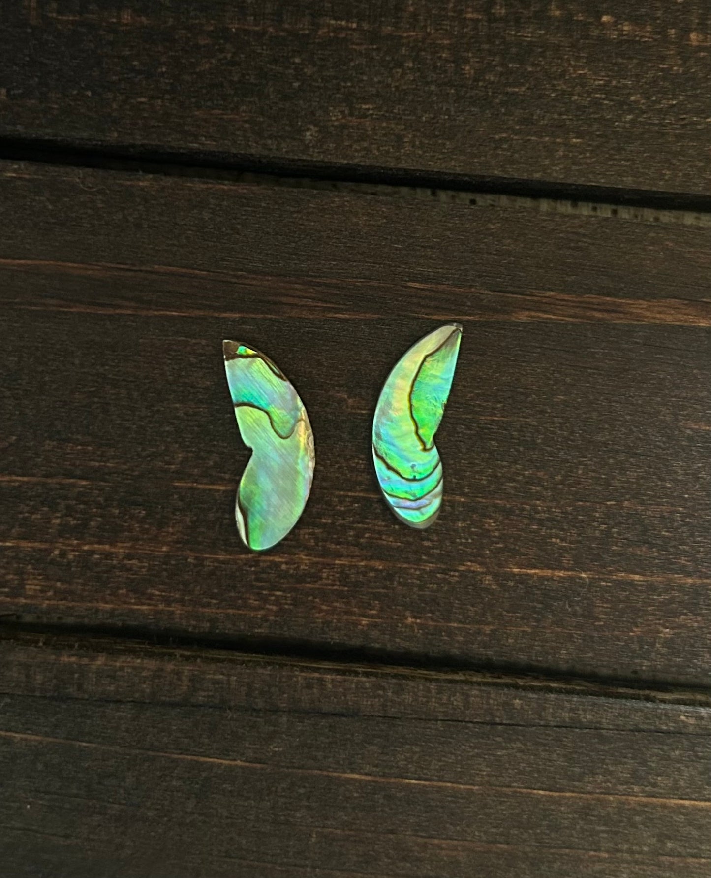 Wings of abalone #3