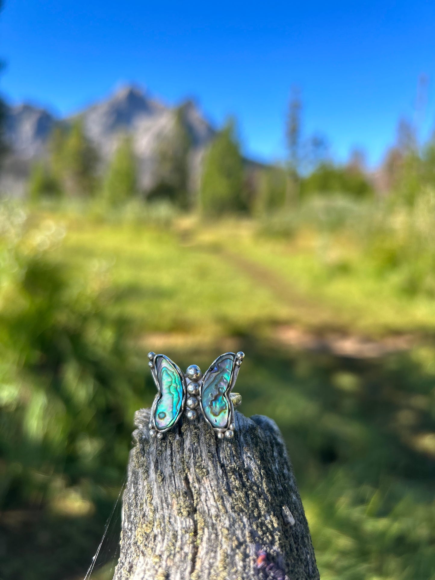 Wings of abalone #3