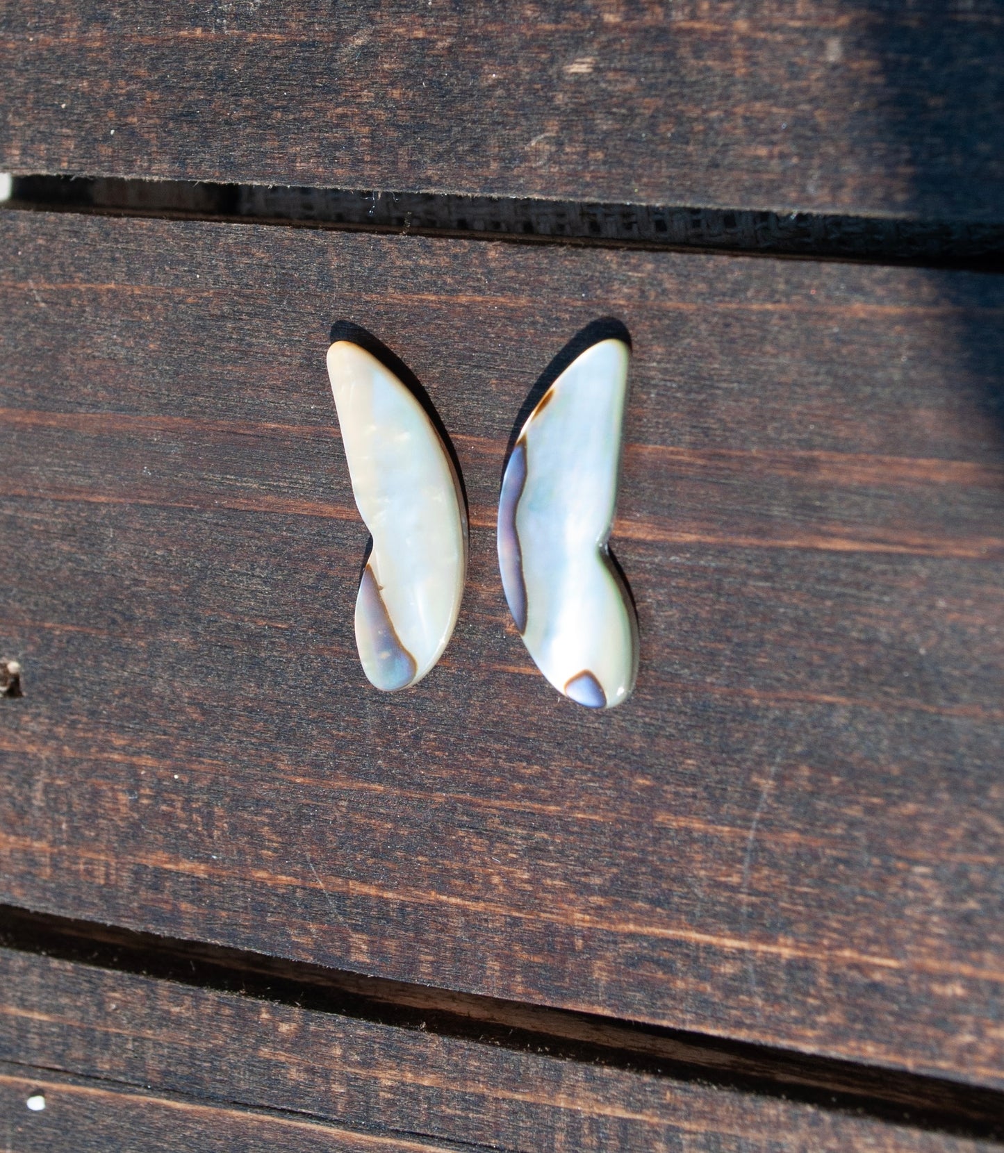 Wings of abalone #2