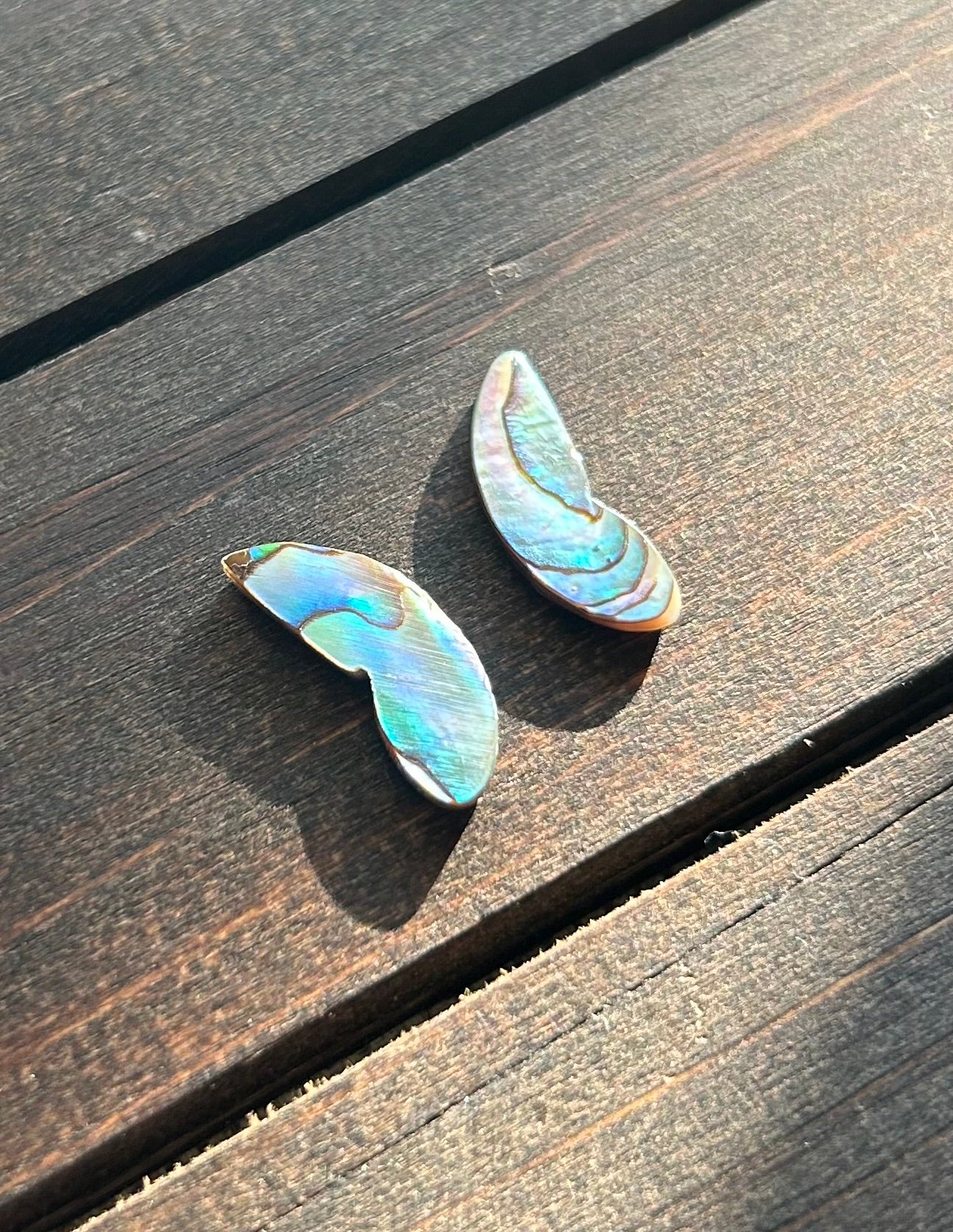 Wings of abalone #3