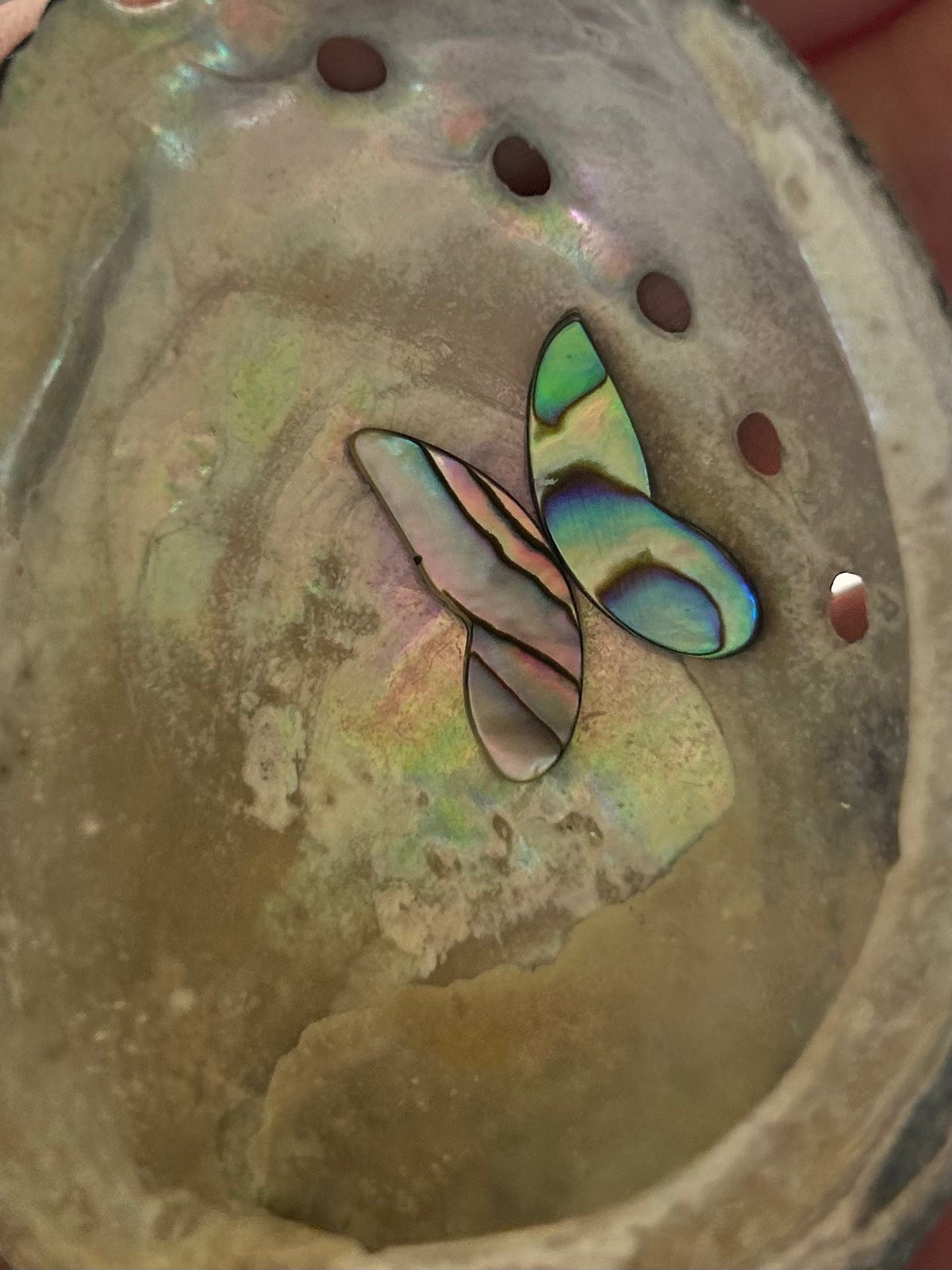 wings of abalone custom